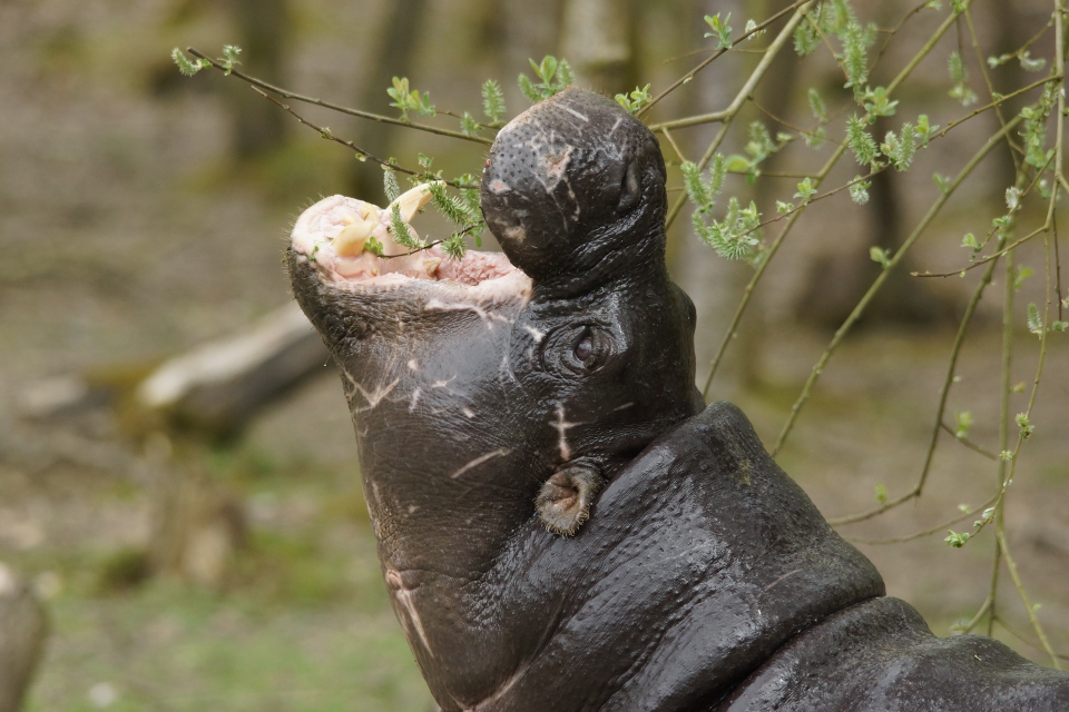 Les animaux d&rsquo;Afrique