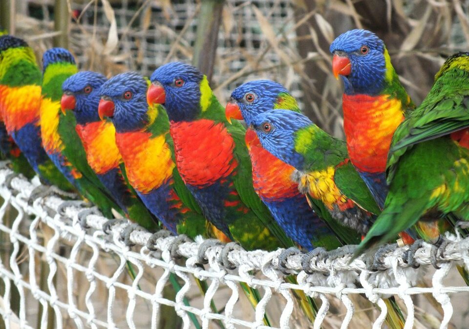 Les animaux d&rsquo;Océanie