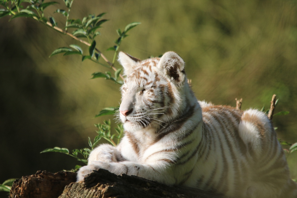 Les animaux d&rsquo;Asie