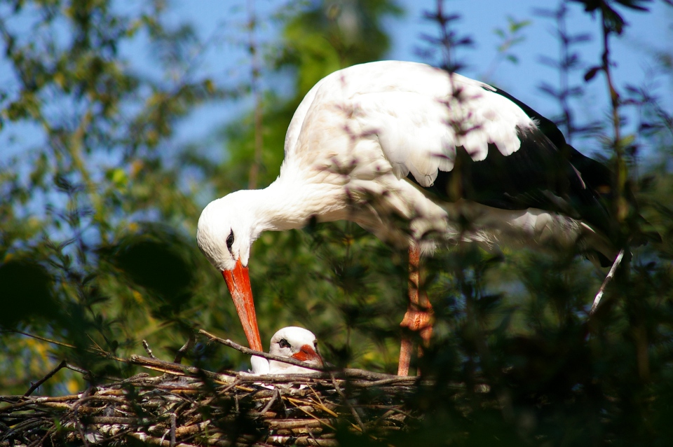 Les animaux d&rsquo;Europe