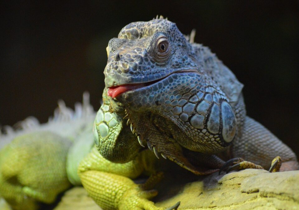 Les animaux d&rsquo;Amérique